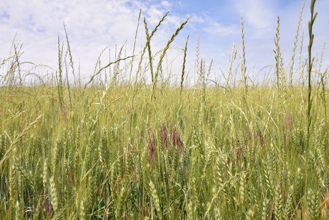 Downybrome, Italian ryegrass, winter wheat