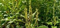 Palmer amaranth for UC Weed Science Blog