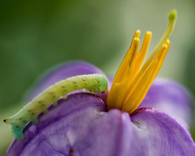 Due to plant defense mechanisms, the flowers of silverleaf nightshade (Solanum elaeagnifolium) are consumed less by natural predators like this tobacco hornworm (Maduca sexta) if the plant is frequently mowed. (photo credit: Alejandro Vasquez)