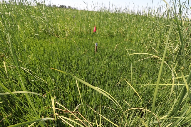 Cattail control with Loyant® CA at 1.33 pint - A treated plot at 14 days after herbicide application in 2023