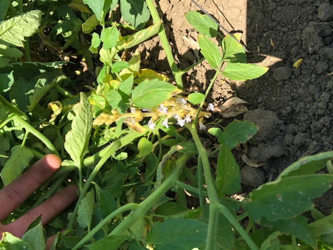 branched broomrape in CA processing tomato