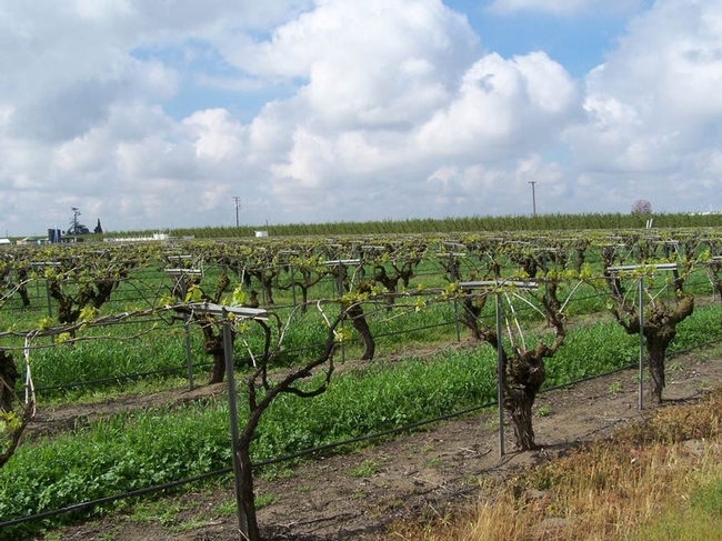 A raisin vineyard near Parlier, CA with a long history of simazine use.  Simazine residual activty was shorter than in a nearby vineyard with no recent simazine use.