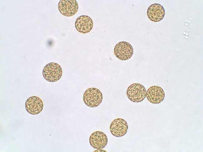 Palmer Pollen 1