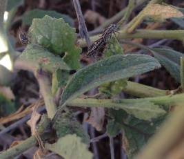 Mating adult bagrada bugs on shortpod mustard (Hirschfeldia incana)