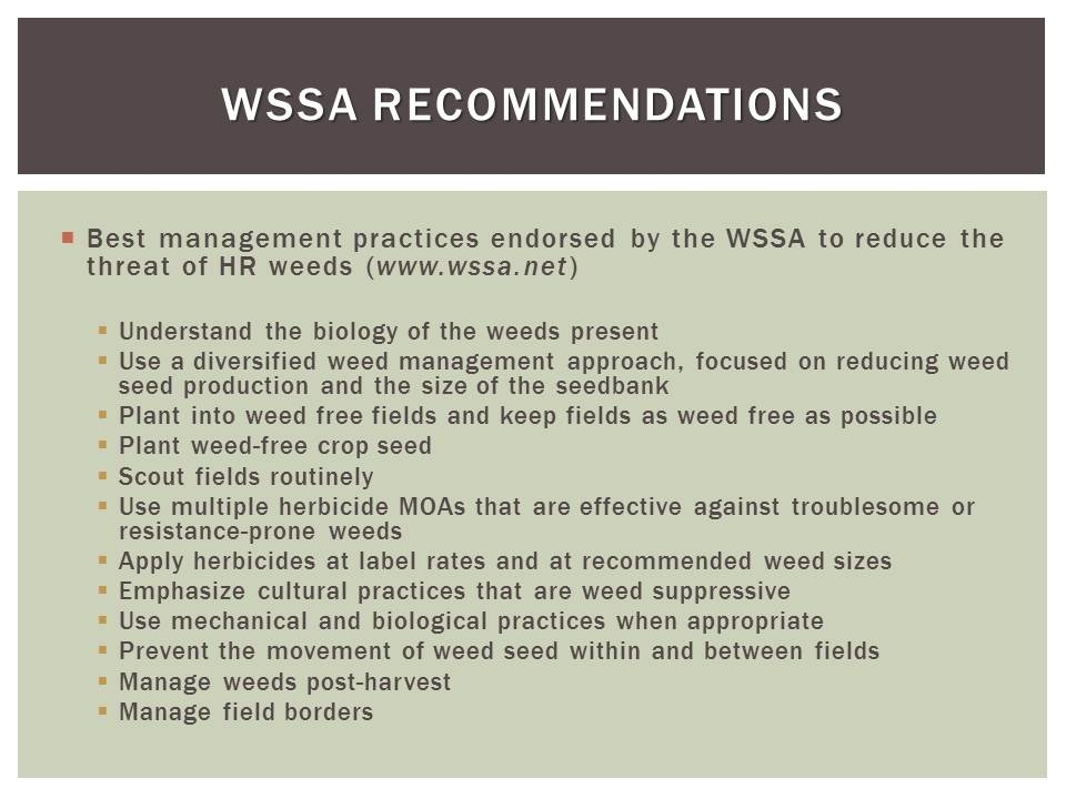 Herbicide options for effective weed management in dry direct