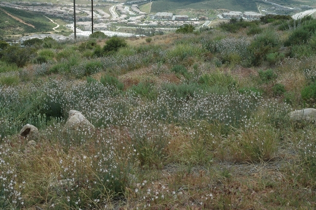 restoration site in San Diego County