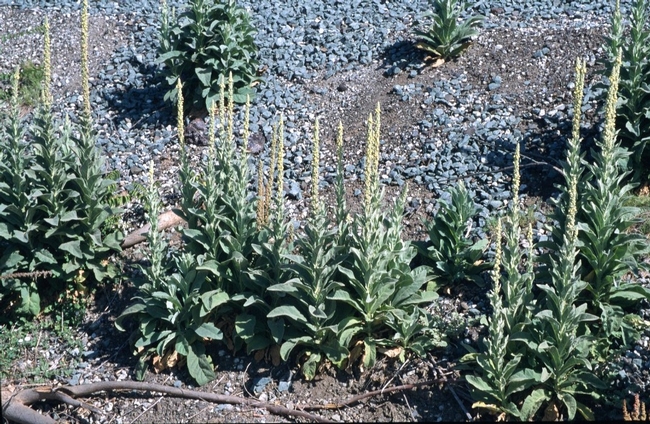 Common mullein on a roadside