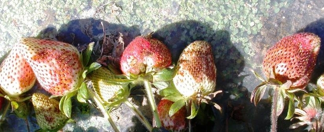 Damage to strawberry fruit by Chateau sprayed directly on top—don't do this! (Photo courtesy Oleg Daugovish, UCCE.)
