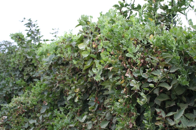 Photo 1: Blackberry hedgerow totally overgrown with field bindweed
