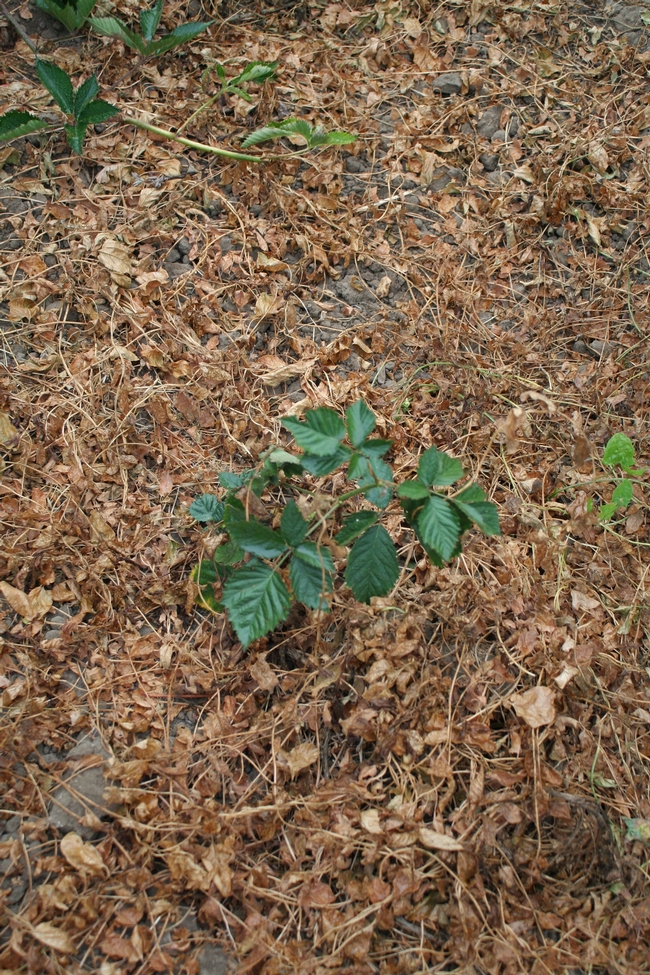 Photo 4: Blackberry primocane in midst of glyphosate killed bindweed. Plant was not touched by the herbicide.