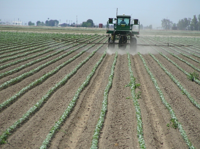 Herbicide application to cotton, one of the crops evaluated in the study of pesticide use on GE crops. Photo: S. Wright