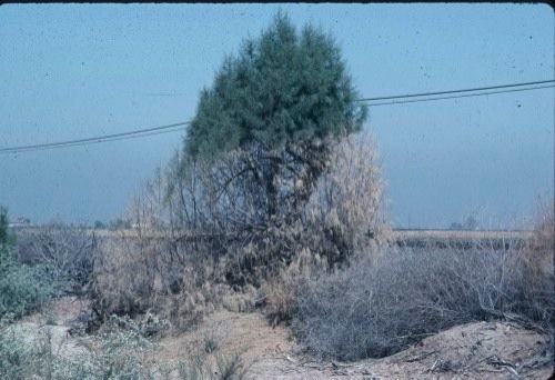 Saltcedar shrub next to a railroad track