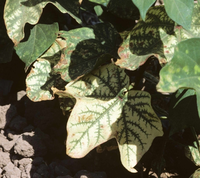 3 A cotton plant with typical inter-veinal chlorosis (yellowing) from soil uptake