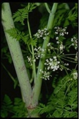Poison hemlock (Conium maculatum)