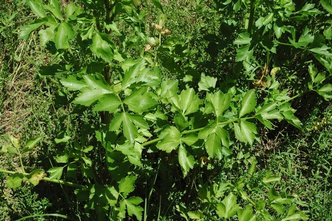 Wild celery (Apium graveolens)