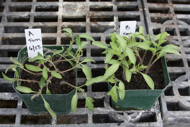 Plant on left grown in affected soil; plant on right grown in affected soil with activated charcoal