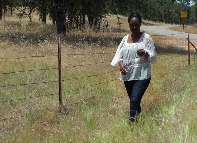 Fadzayi Mashiri walks through a patch of medusahead in Mariposa County.