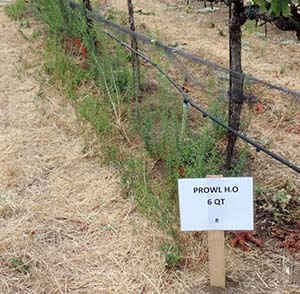 The herbicide Prowl performed nearly twice as well on vineyard weeds when combined with Alion or Matrix.