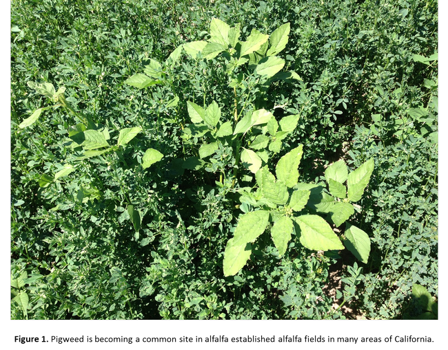 Figure 1. Pigweed is becoming a common site in established alfalfa fields in many areas of California.
