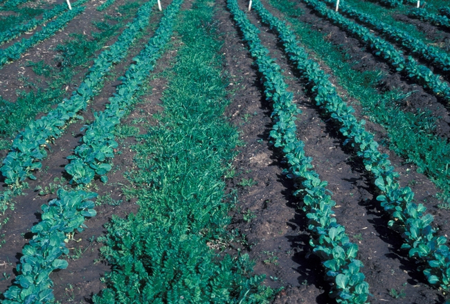Figure 3. Broccoli direct seeding in beds solarized for 4 weeks (left) or 6 weeks (right). Weedy area between beds in middle.