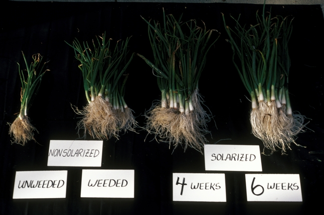 Figure 5. Green onions harvested from solarization experiment. Unsolarized left with or without hand weeding. Green onions harvested from beds solarized for 4 (left) or 6 (right) weeks.