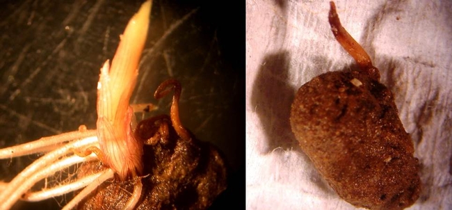 Yellow nutsedge shoots from tubers excavated from untreated soil (left) and from soil after 3 weeks of anaerobic disinfestation with 9 t/acre of coffee grounds (right).