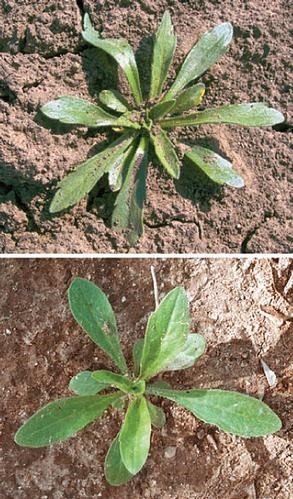 Photo 2. Seedlings of hairy fleabane (top) and, horseweed (bottom). (Photo: Shrestha et al. 2008).