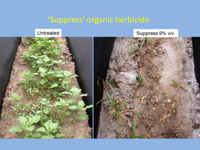 Weeds untreated and treated with 'Suppress' organic herbicide
