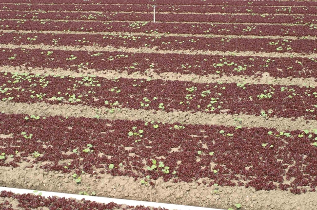 Figure 2. Weeds in high density baby lettuce plantings must be removed by hand