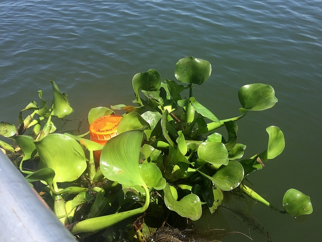 The bottle is secured into a freefloating mat of waterhyacinth.
