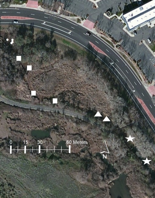 Satellite image of the pond site, showing area where the planthopper was released