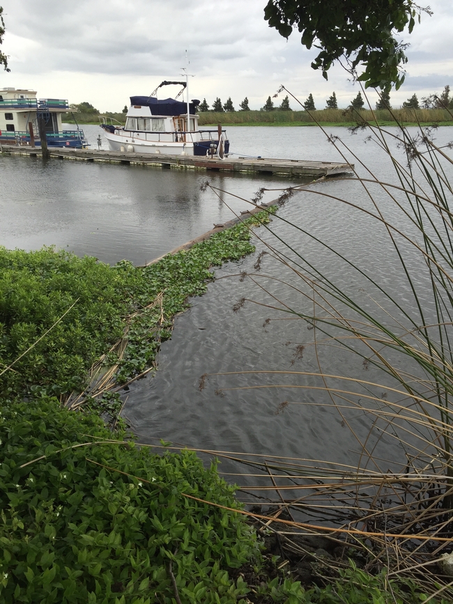 Use of a boom to block waterhyacinth invasion