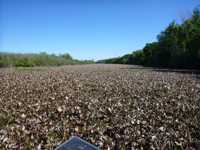 Snodgrass Slough before mechanical removal of waterhyacinth