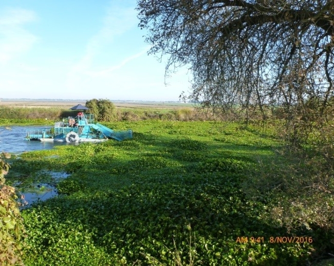 Mechanical harvester removing waterhyacinth and spongeplant in Sevenmile Slough