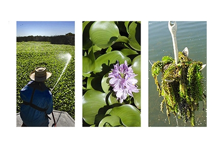 Water Hyacinth and Egeria Densa in the Delta