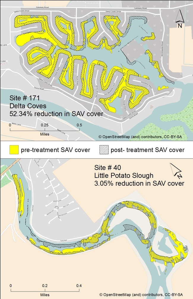 Figure 4. Percent cover maps for Delta Coves (Site 171) and Little Potato Slough (Site 40). Percent cover enables us to visualize the extent of reduction or increase in SAV and calculate total area of infestation.