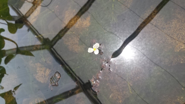 Figure 1. An Egeria flower in an experimental tank. Photo: Maribel Portilla.