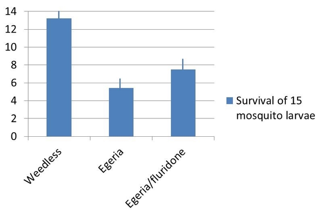 Figure 2. Mosquito larvae survival in tanks with and without Egeria.