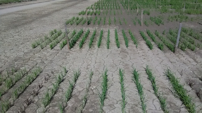 Rice at 30 days after seeding, treated with Harbinger (pendimethalin) as a pre-emergent herbicide