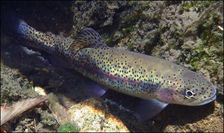Steelhead trout (source: www.fs.fed.us)