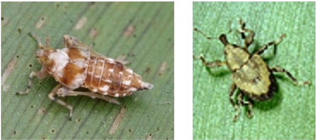 Water hyacinth biocontrol agents: water hyacinth planthopper (left); water hyacinth weevil (right). Source: USDA-ARS (left); U.S. Army Corps of Engineers (right)