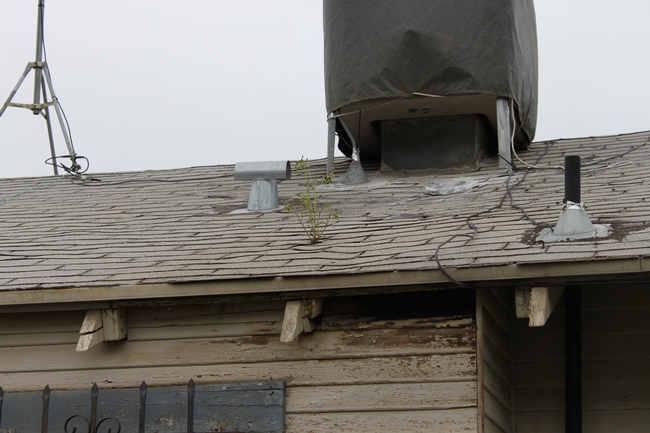roof groundsel