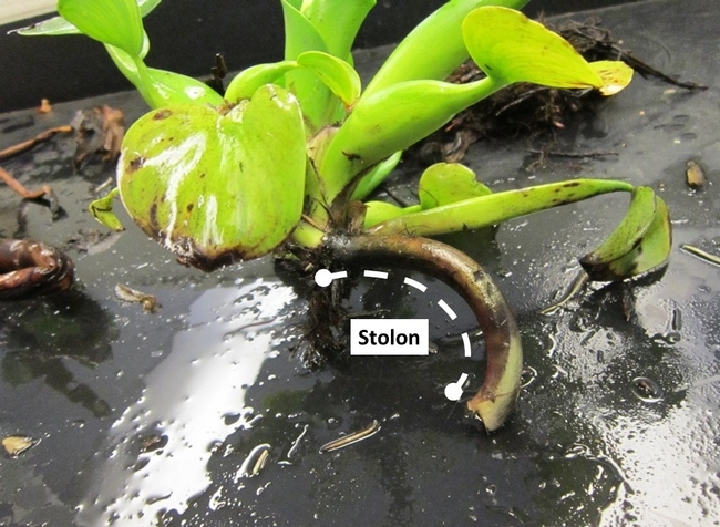 Figure 1. Example of a water hyacinth daughter plant growing from a stolon.