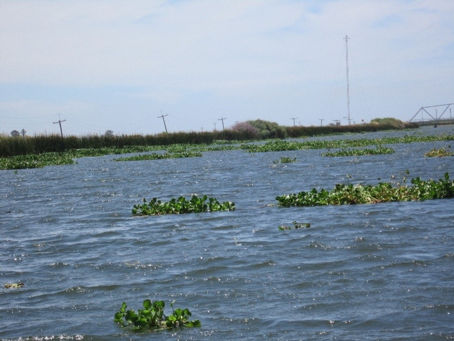 Figure 2. Water hyacinth mats floating near Mildred Island in the Sacramento-San Joaquin Delta, CA.
