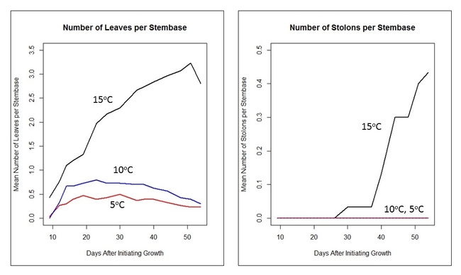 Figure 3. Comparison of waterhyacinth leaf and stolon growth by water temperature.