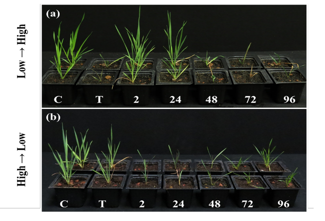 Figure 1. Temperature-dependent response of B. hybridum plants to pinoxaden at different time points after herbicide application