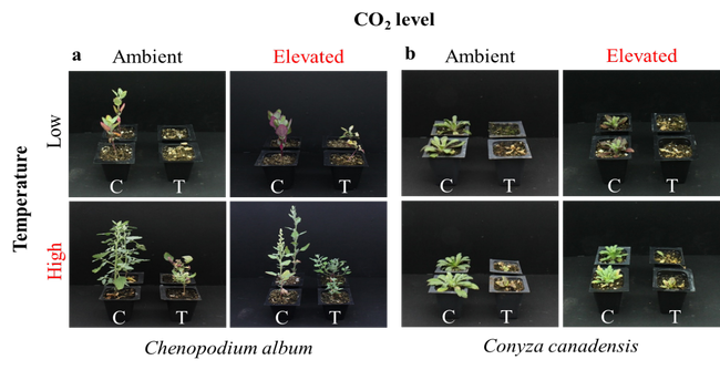Figure 2. Plant response to glyphosate under different environmental conditions.
