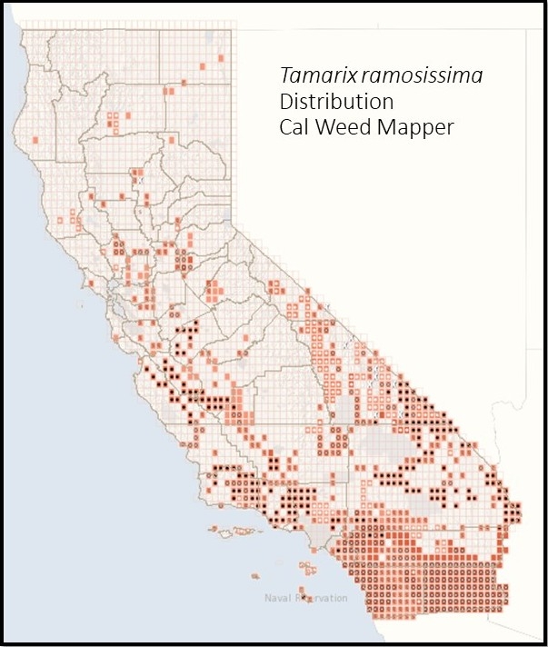 Tamarix ramosissima distribution map, courtesy of calweedmapper.com