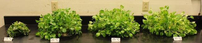 Biomass at 42 days after study initiation.