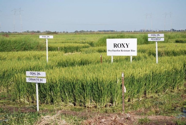 Dr. Kassim Al-Khatib, University of California, Davis, weed science professor and Cooperative Extension weed specialist, is developing herbicide programs for ROXY rice that bring in residuals and other modes of action. He showed off some of those during the recent Rice Field Day.